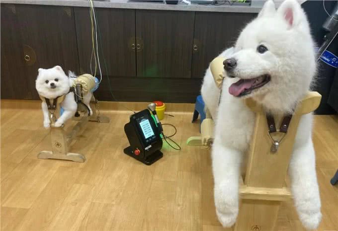 把猫狗当金主的年轻人:试吃狗粮,年入50万