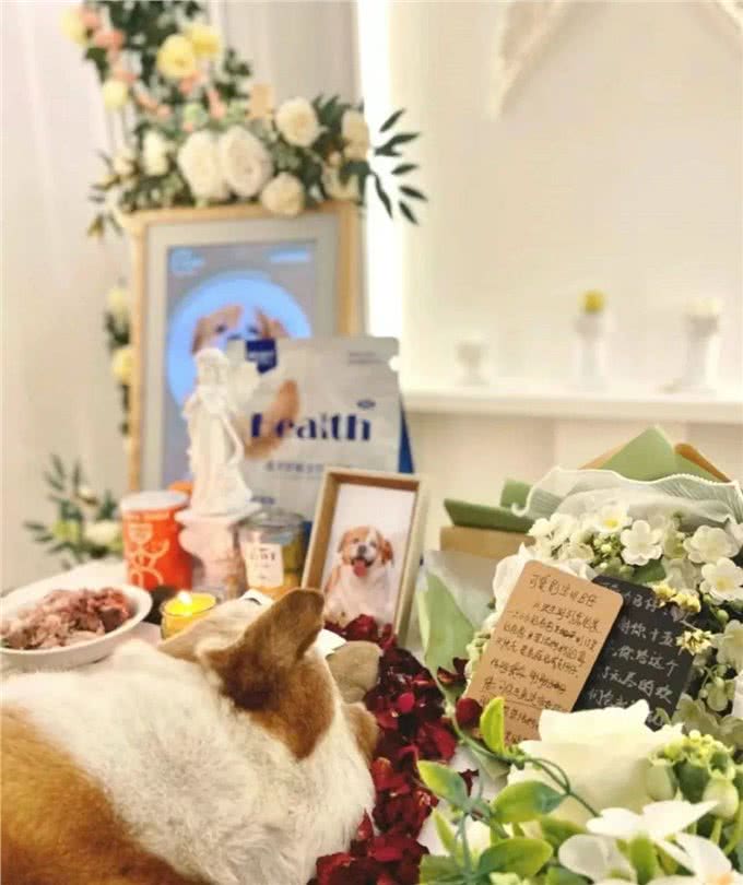 把猫狗当金主的年轻人:试吃狗粮,年入50万