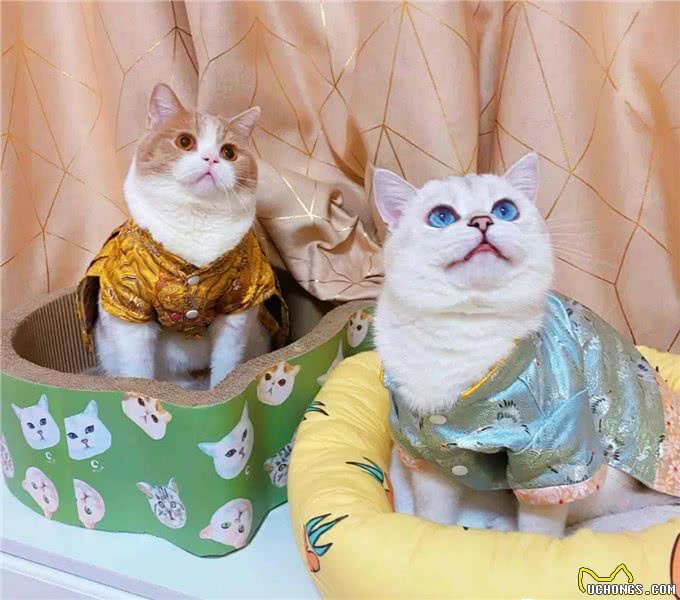 把猫狗当金主的年轻人:试吃狗粮,年入50万