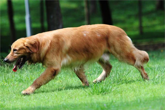金毛犬的生理指标鉴别挑选