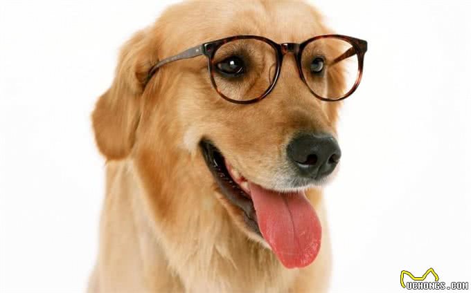 金毛犬的生理指标鉴别挑选