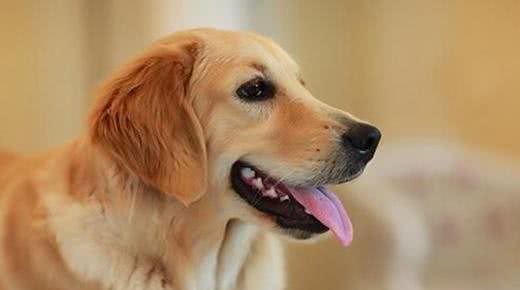 金毛犬的生理指标鉴别挑选