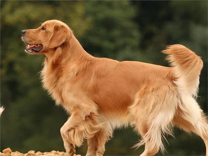 金毛犬的生理指标鉴别挑选