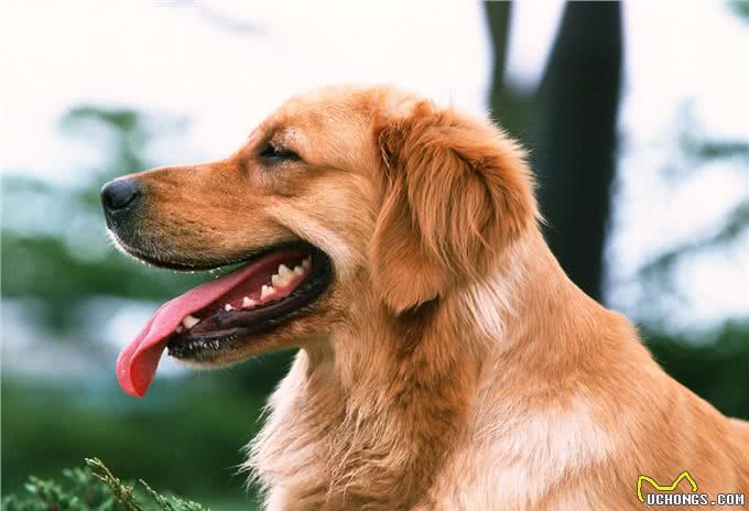 金毛犬的生理指标鉴别挑选