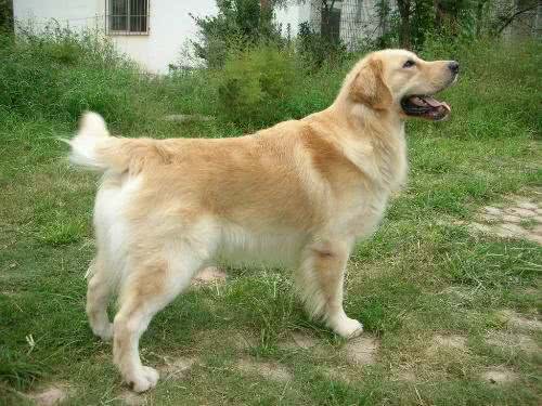 金毛犬的生理指标鉴别挑选