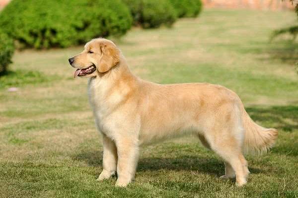 金毛犬的生理指标鉴别挑选