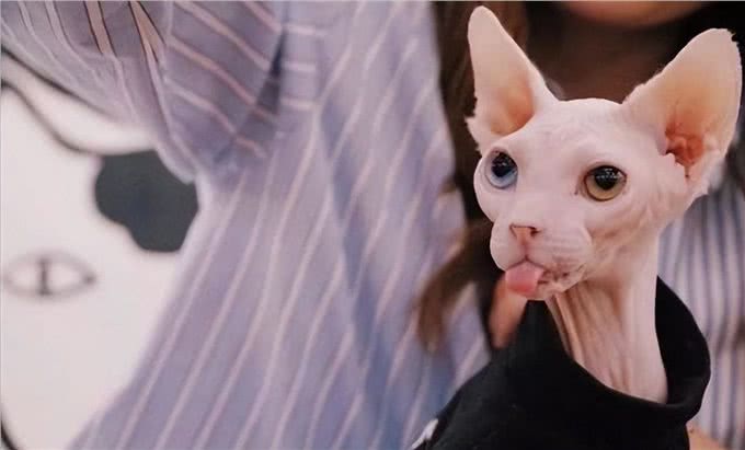 不得不说，无毛猫是真的好