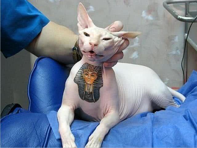 不得不说，无毛猫是真的好