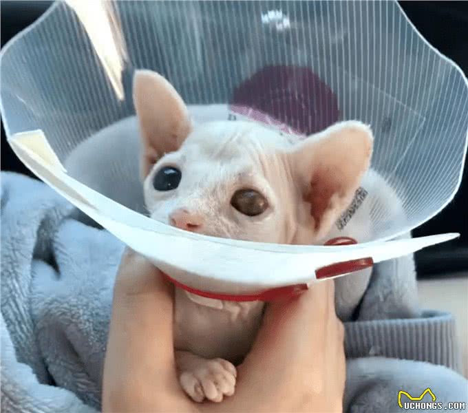 不得不说，无毛猫是真的好