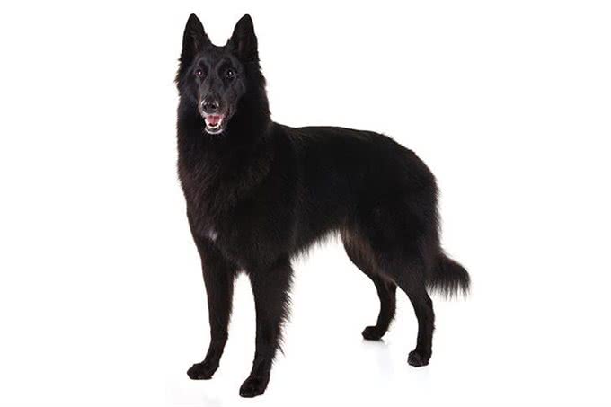 狗狗百科:比利时牧羊犬
