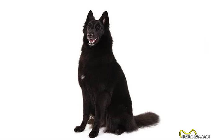 狗狗百科:比利时牧羊犬