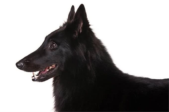 狗狗百科:比利时牧羊犬