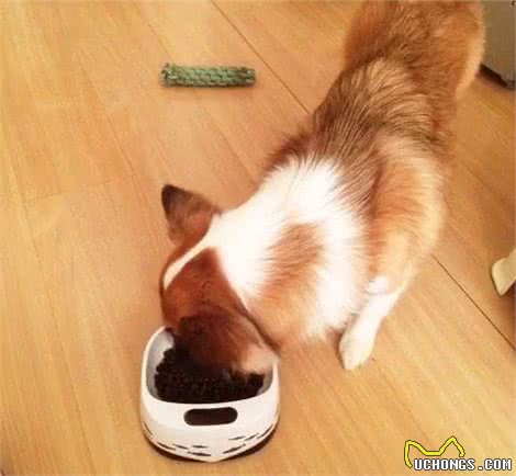 狗狗总是吃同样的东西不会腻吗?狗狗吃的不是味道,而是气味!