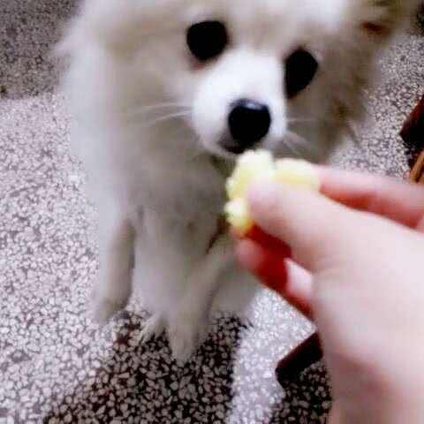 狗狗总是吃同样的东西不会腻吗?狗狗吃的不是味道,而是气味!
