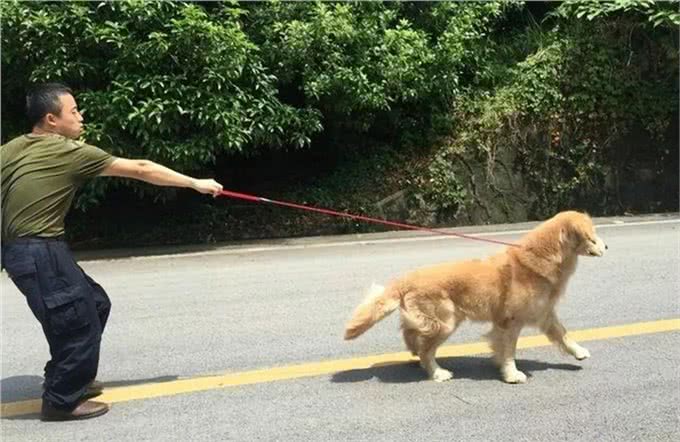 狗狗每次需要遛多久?长期不遛狗，后果很严重