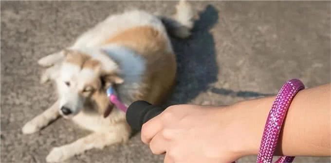 狗狗每次需要遛多久?长期不遛狗，后果很严重