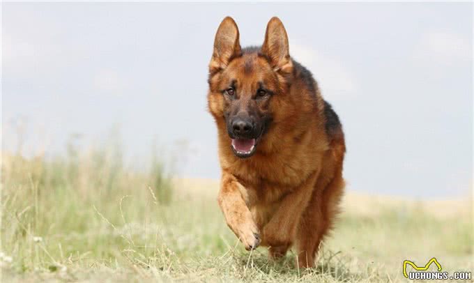 名犬鉴赏—德国牧羊犬