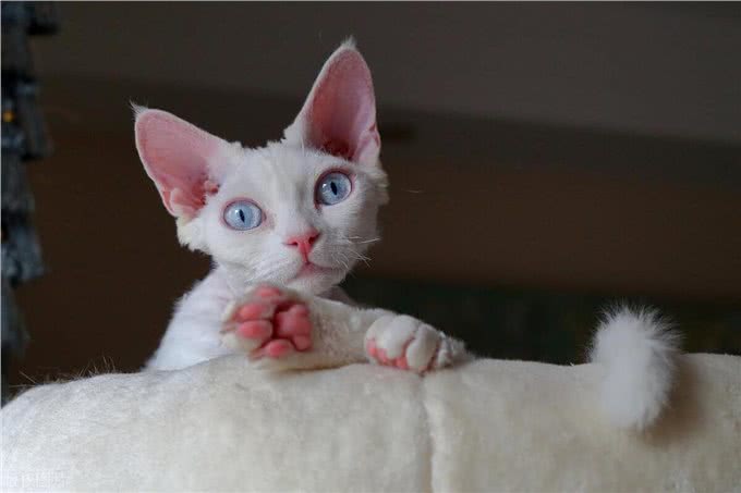 宠物猫系列之柯尼斯卷毛猫
