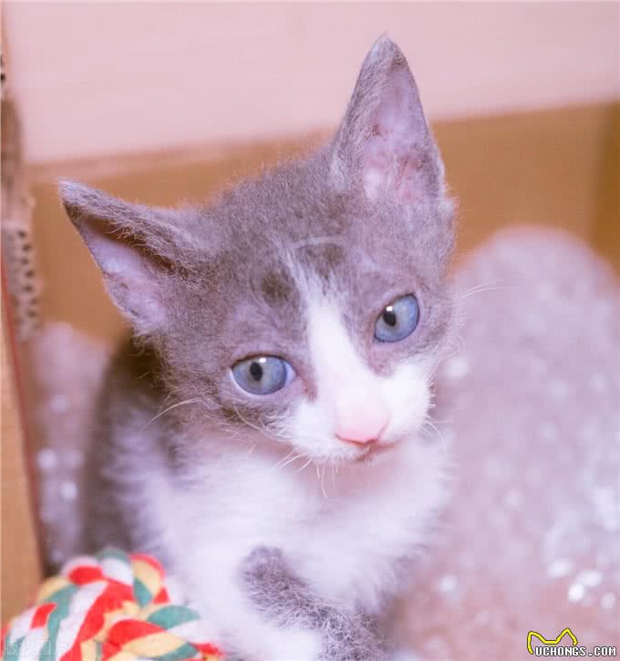 宠物猫系列之柯尼斯卷毛猫