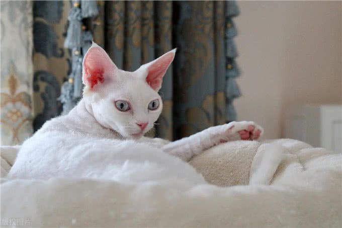 宠物猫系列之柯尼斯卷毛猫