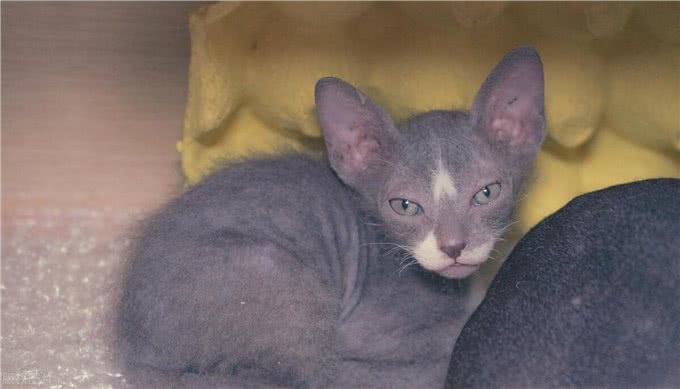 宠物猫系列之柯尼斯卷毛猫