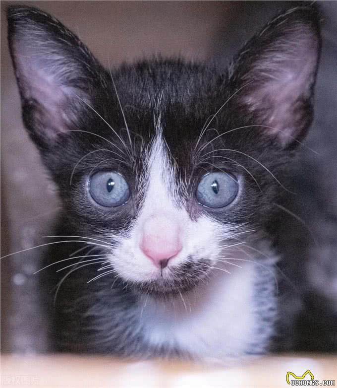 宠物猫系列之柯尼斯卷毛猫