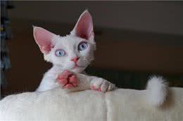 宠物猫系列之柯尼斯卷毛猫