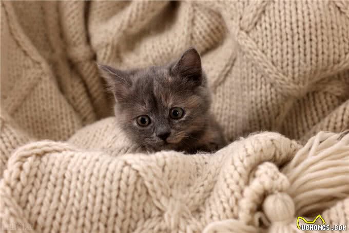 养猫指南▏猫咪一直长不胖是怎么回事?
