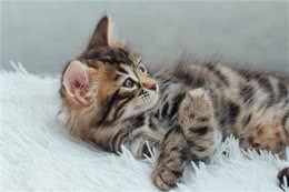 养猫指南▏猫咪一直长不胖是怎么回事?