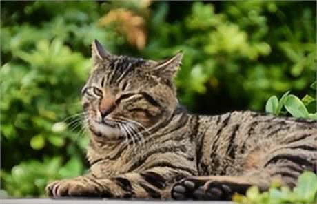中华田园猫