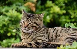 中华田园猫