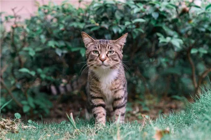 长期缺少陪伴的狸花猫，会有这些症状，别不明白