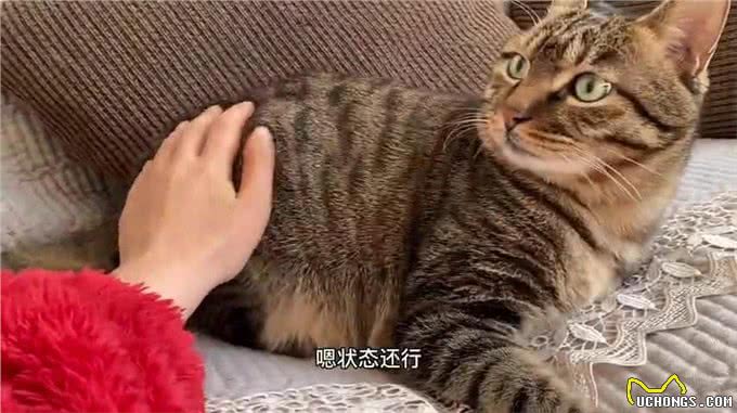 长期缺少陪伴的狸花猫，会有这些症状，别不明白