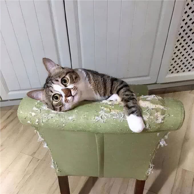 长期缺少陪伴的狸花猫，会有这些症状，别不明白