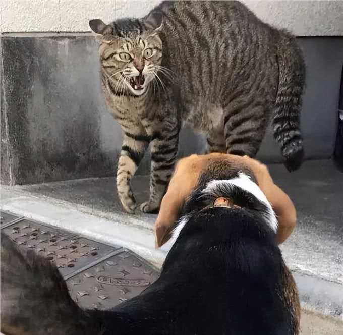 长期缺少陪伴的狸花猫，会有这些症状，别不明白