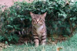 长期缺少陪伴的狸花猫，会有这些症状，别不明白
