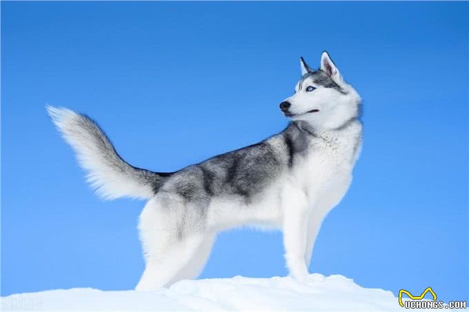 如果你想养一只西伯利亚雪橇犬-哈士奇，这些你应该看看