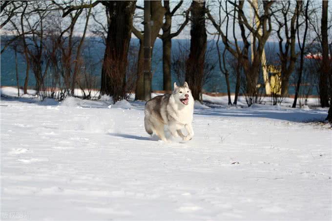 如果你想养一只西伯利亚雪橇犬-哈士奇，这些你应该看看