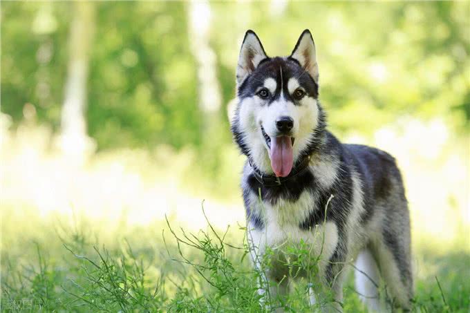 如果你想养一只西伯利亚雪橇犬-哈士奇，这些你应该看看