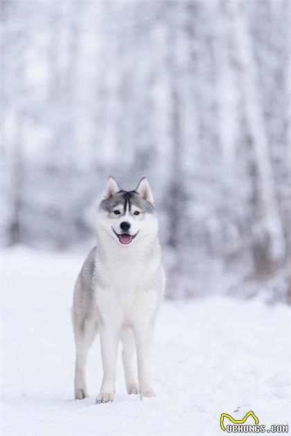 如果你想养一只西伯利亚雪橇犬-哈士奇，这些你应该看看