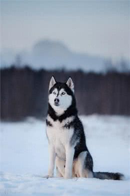 如果你想养一只西伯利亚雪橇犬-哈士奇，这些你应该看看