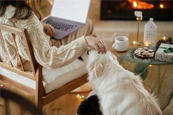 狗狗的抚摸我信号:读懂爱犬心声，正确回应它的期待