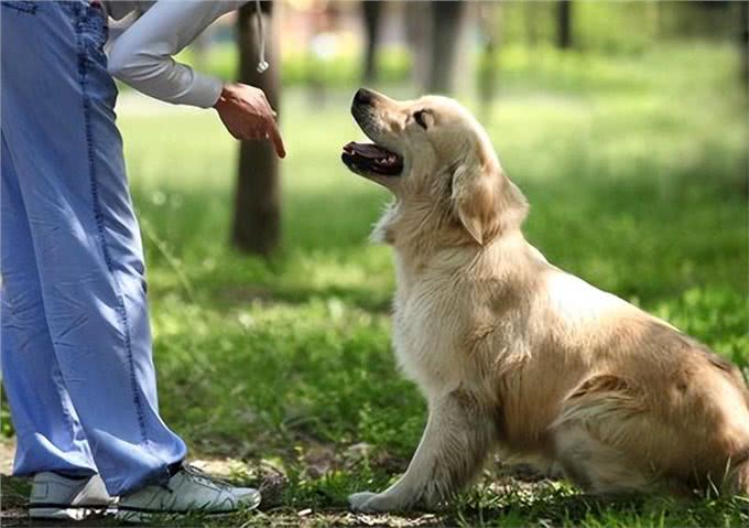 狗狗的抚摸我信号:读懂爱犬心声，正确回应它的期待
