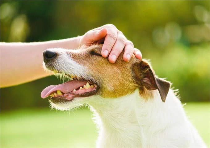 狗狗的抚摸我信号:读懂爱犬心声，正确回应它的期待