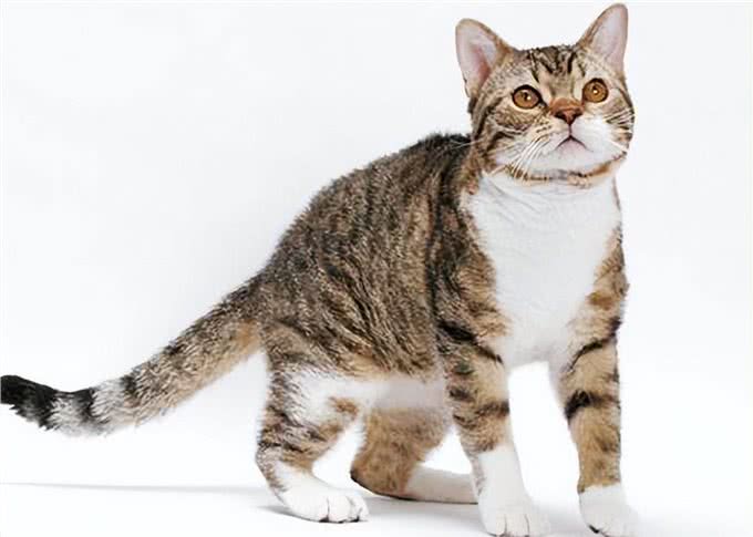 美国硬毛猫是什么猫