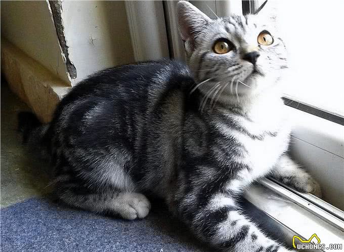 美国硬毛猫是什么猫