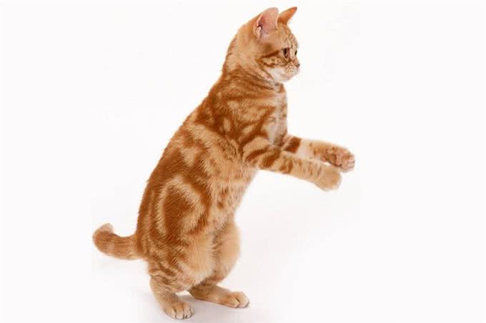 美国硬毛猫是什么猫