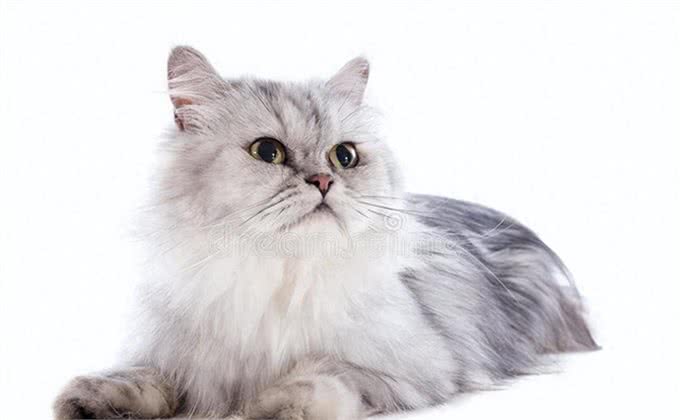 波斯猫的前世今生