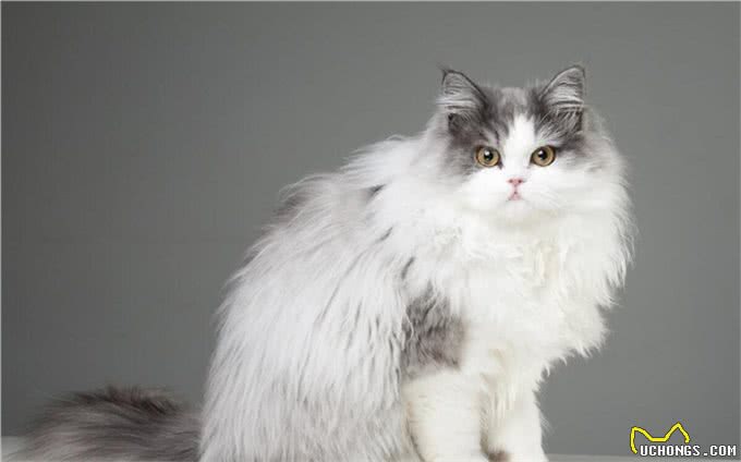波斯猫的前世今生