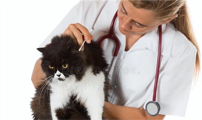 波斯猫的前世今生